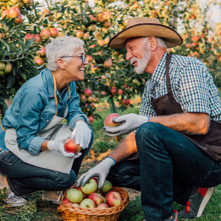 retired couple apple picking